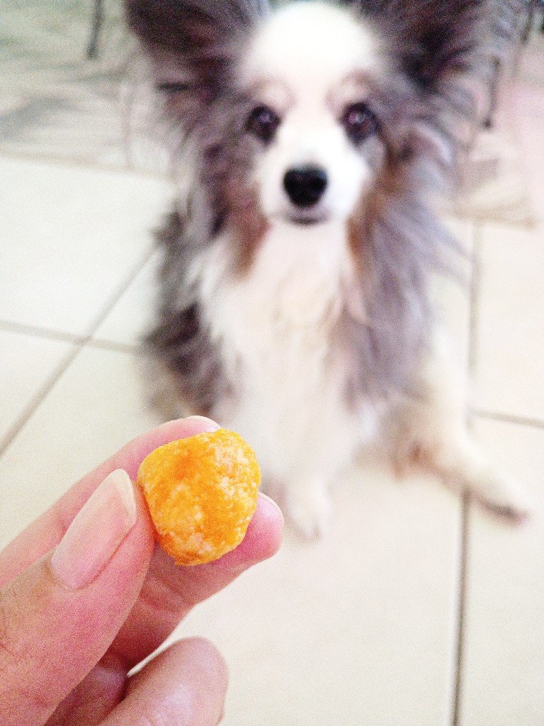 Pill dough pumpkin dog treat for hiding pet medication