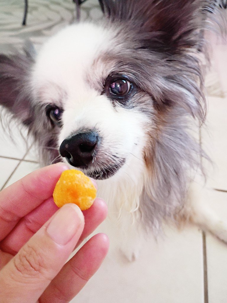 Pill dough pumpkin dog treat for hiding pet medication
